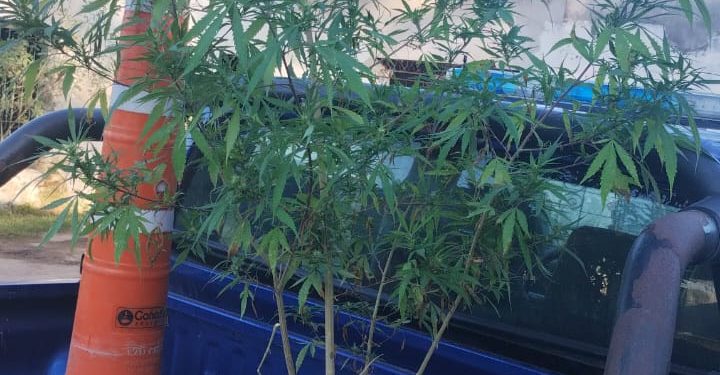 Arroyo Aguiar: Secuestraron una planta que sería cannabis sativa