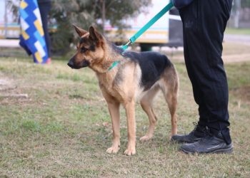 Programa de castraciones: 1.517 mascotas fueron esterilizadas