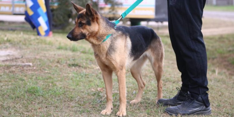 Programa de castraciones: 1.517 mascotas fueron esterilizadas